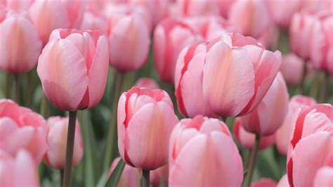 Pink tulip - Cross Pollinate Red and White Tulips. The first step in making Pink Tulips is to gather up some Red and White Tulips. Note that the tulips you use will need to have been bought from Nook's Cranny …